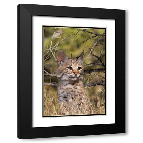 Lil Bob Black Modern Wood Framed Art Print with Double Matting by Parker, Susann