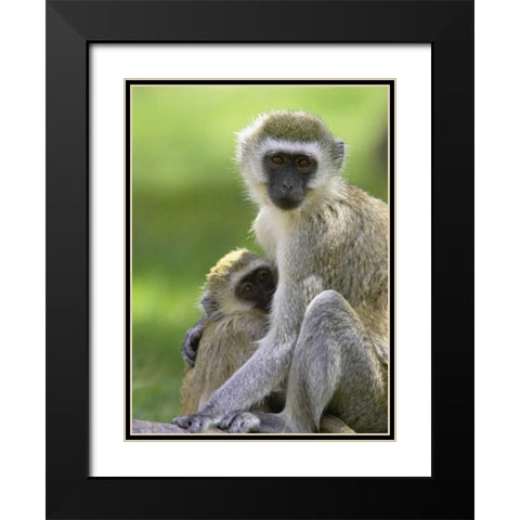 The Vervet Family Black Modern Wood Framed Art Print with Double Matting by Parker, Susann