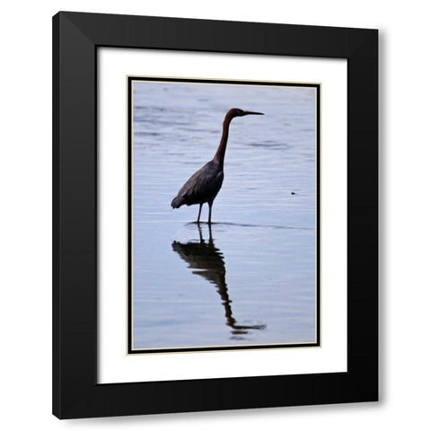 Bird IV Black Modern Wood Framed Art Print with Double Matting by Peterson, Lee