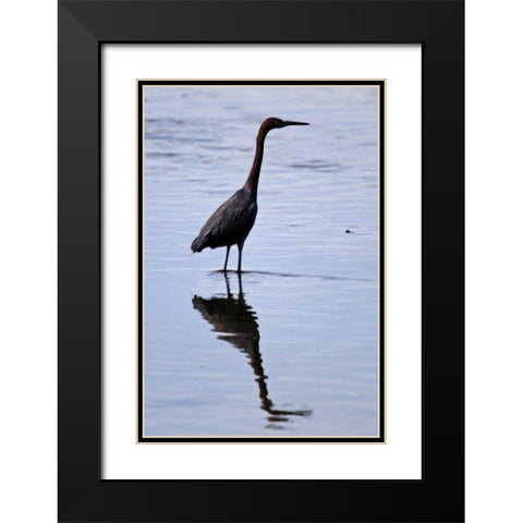 Bird IV Black Modern Wood Framed Art Print with Double Matting by Peterson, Lee