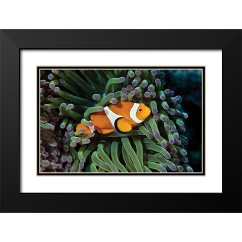 Fish III Black Modern Wood Framed Art Print with Double Matting by Peterson, Lee