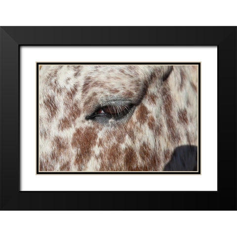 Horse Up Close I Black Modern Wood Framed Art Print with Double Matting by Peterson, Lee