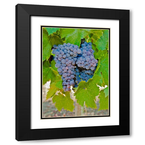 Cougar Winery Grapes I Black Modern Wood Framed Art Print with Double Matting by Peterson, Lee