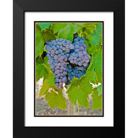 Cougar Winery Grapes I Black Modern Wood Framed Art Print with Double Matting by Peterson, Lee