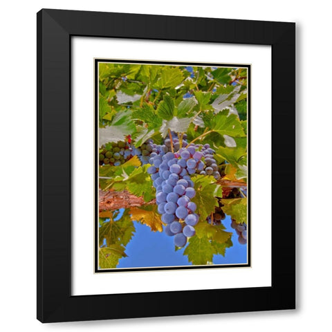 Cougar Winery Grapes II Black Modern Wood Framed Art Print with Double Matting by Peterson, Lee