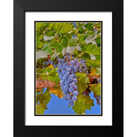 Cougar Winery Grapes II Black Modern Wood Framed Art Print with Double Matting by Peterson, Lee