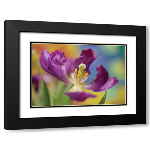 Purple Tulip I Black Modern Wood Framed Art Print with Double Matting by Peterson, Lee