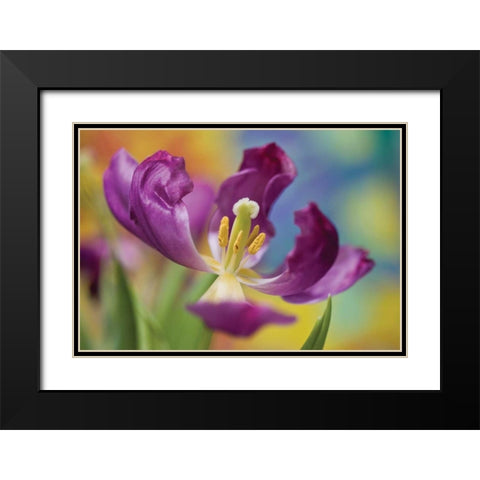 Purple Tulip I Black Modern Wood Framed Art Print with Double Matting by Peterson, Lee