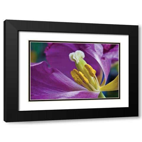 Purple Tulip II Black Modern Wood Framed Art Print with Double Matting by Peterson, Lee