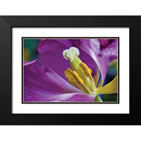 Purple Tulip II Black Modern Wood Framed Art Print with Double Matting by Peterson, Lee