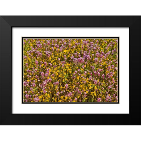 Yellow and Purple Black Modern Wood Framed Art Print with Double Matting by Peterson, Lee