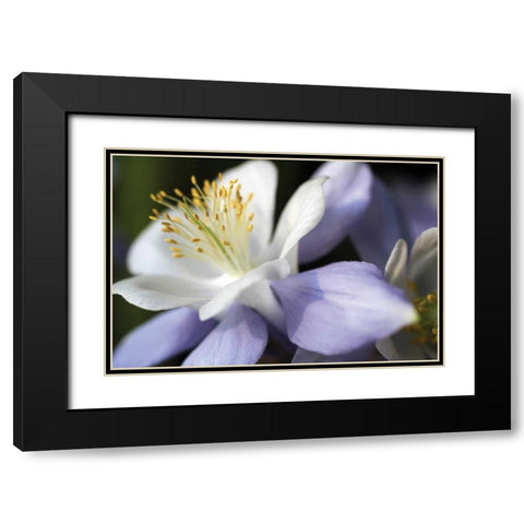 Purple Columbine II Black Modern Wood Framed Art Print with Double Matting by Putman, Tammy