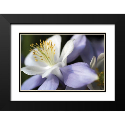 Purple Columbine II Black Modern Wood Framed Art Print with Double Matting by Putman, Tammy