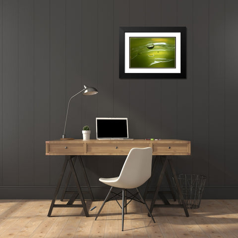 Lemon Lime Drop II Black Modern Wood Framed Art Print with Double Matting by Putman, Tammy