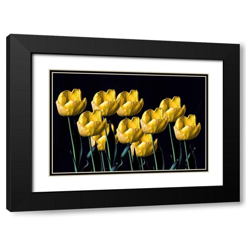 Yellow Tulips Black Modern Wood Framed Art Print with Double Matting by Putman, Tammy