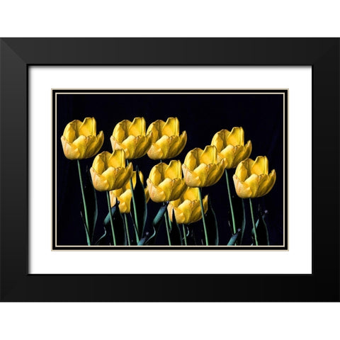 Yellow Tulips Black Modern Wood Framed Art Print with Double Matting by Putman, Tammy