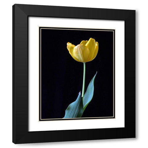 Single Tulip Black Modern Wood Framed Art Print with Double Matting by Putman, Tammy