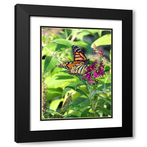 Monarch Garden I Black Modern Wood Framed Art Print with Double Matting by Putman, Tammy