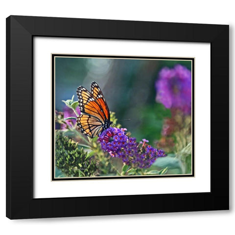Monarch Garden II Black Modern Wood Framed Art Print with Double Matting by Putman, Tammy