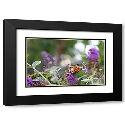 Monarch Garden III Black Modern Wood Framed Art Print with Double Matting by Putman, Tammy