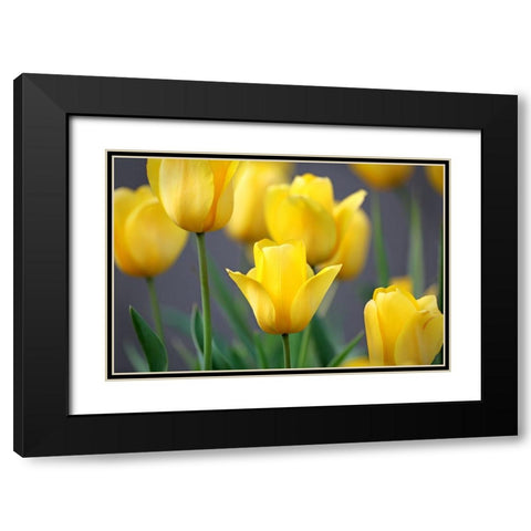 Yellow Tulips Black Modern Wood Framed Art Print with Double Matting by Putman, Tammy