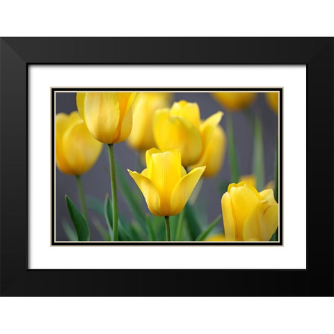 Yellow Tulips Black Modern Wood Framed Art Print with Double Matting by Putman, Tammy