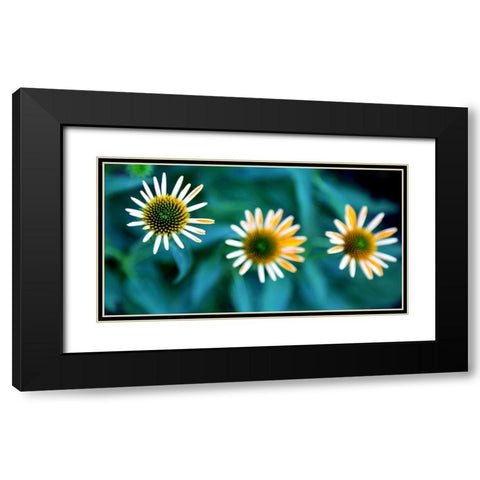 Daisy Trio Black Modern Wood Framed Art Print with Double Matting by Putman, Tammy