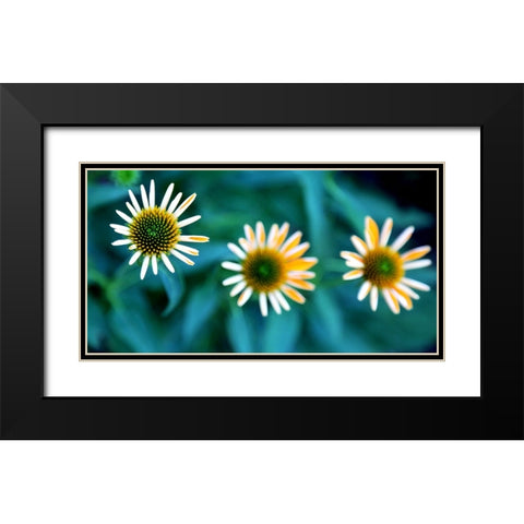 Daisy Trio Black Modern Wood Framed Art Print with Double Matting by Putman, Tammy