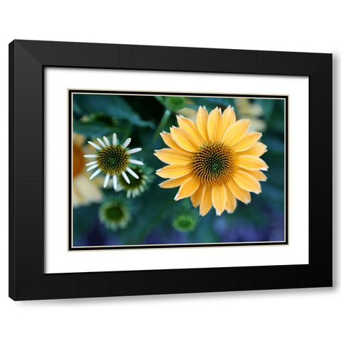 Daisies Black Modern Wood Framed Art Print with Double Matting by Putman, Tammy