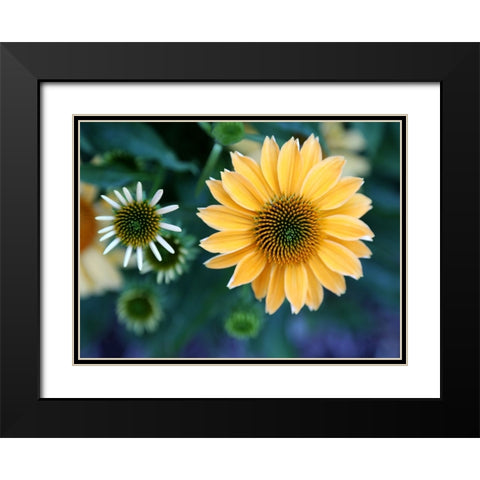 Daisies Black Modern Wood Framed Art Print with Double Matting by Putman, Tammy