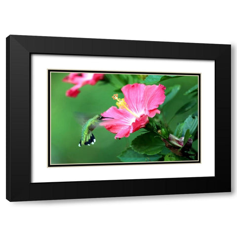 Hummingbird I Black Modern Wood Framed Art Print with Double Matting by Putman, Tammy