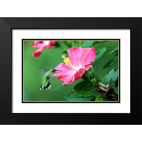 Hummingbird I Black Modern Wood Framed Art Print with Double Matting by Putman, Tammy