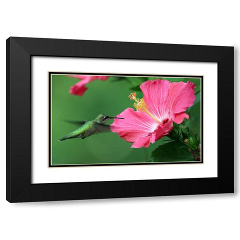 Hummingbird II Black Modern Wood Framed Art Print with Double Matting by Putman, Tammy