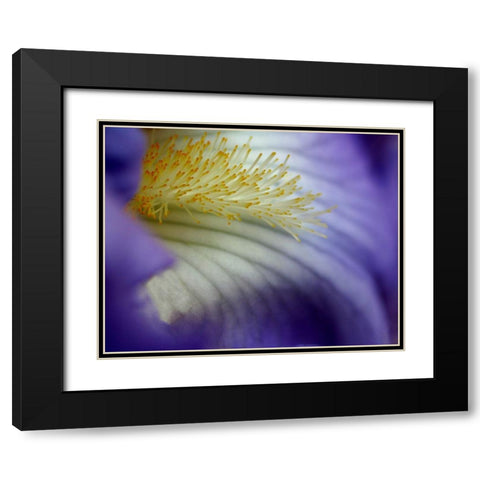Iris Black Modern Wood Framed Art Print with Double Matting by Putman, Tammy