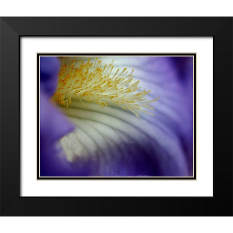 Iris Black Modern Wood Framed Art Print with Double Matting by Putman, Tammy