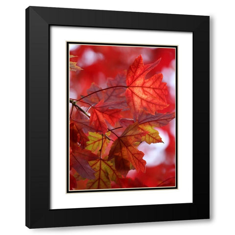 In the Red Black Modern Wood Framed Art Print with Double Matting by Putman, Tammy