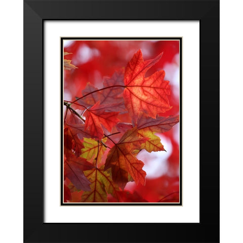 In the Red Black Modern Wood Framed Art Print with Double Matting by Putman, Tammy