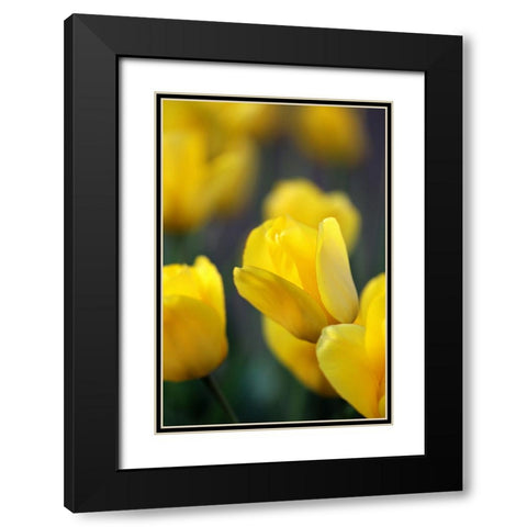 Yellow Tulips Black Modern Wood Framed Art Print with Double Matting by Putman, Tammy