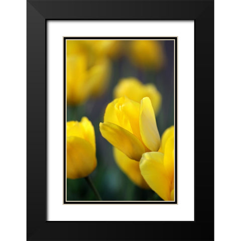 Yellow Tulips Black Modern Wood Framed Art Print with Double Matting by Putman, Tammy