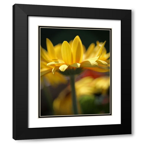 Yellow Daisies Black Modern Wood Framed Art Print with Double Matting by Putman, Tammy