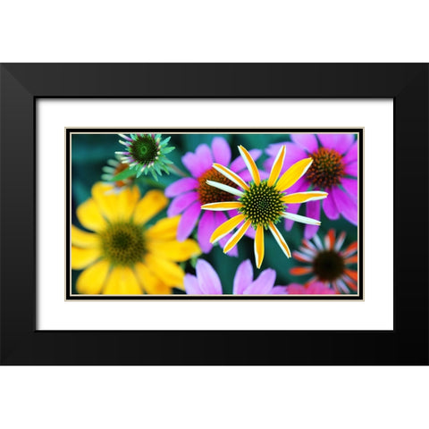 Colorful Bouquet III Black Modern Wood Framed Art Print with Double Matting by Putman, Tammy