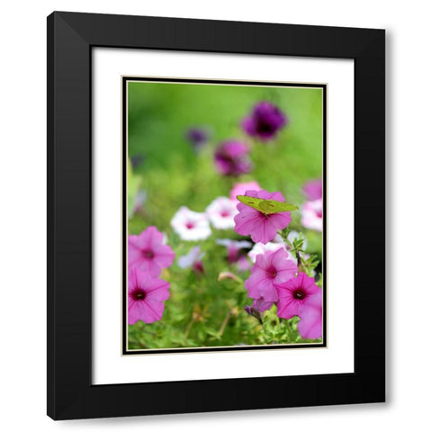 Purple And White Petunias Black Modern Wood Framed Art Print with Double Matting by Putman, Tammy