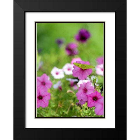 Purple And White Petunias Black Modern Wood Framed Art Print with Double Matting by Putman, Tammy