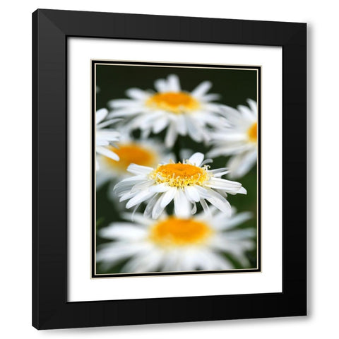White Daisies Black Modern Wood Framed Art Print with Double Matting by Putman, Tammy