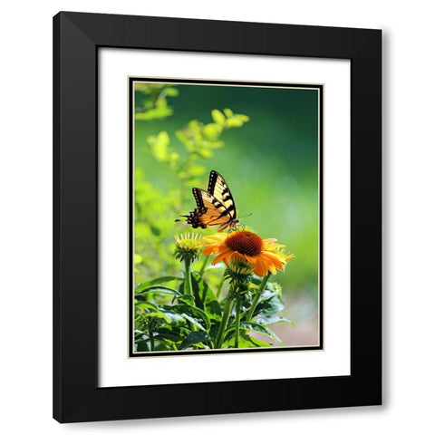 Eastern Tiger Swallowtail Black Modern Wood Framed Art Print with Double Matting by Putman, Tammy