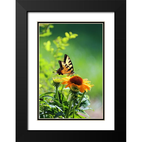 Eastern Tiger Swallowtail Black Modern Wood Framed Art Print with Double Matting by Putman, Tammy