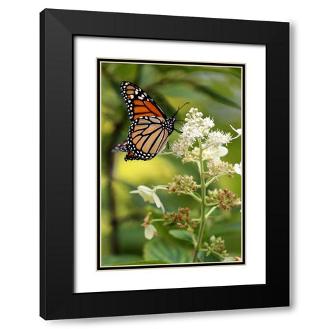 Monarch Black Modern Wood Framed Art Print with Double Matting by Putman, Tammy