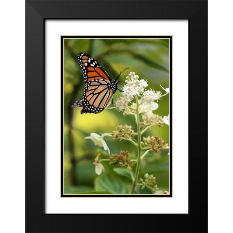 Monarch Black Modern Wood Framed Art Print with Double Matting by Putman, Tammy