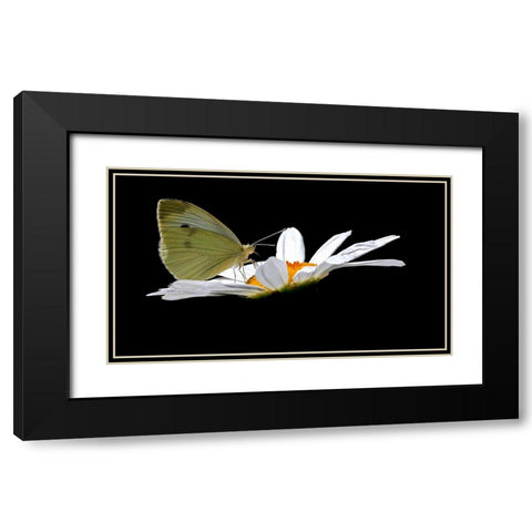 Cabbage White Black Modern Wood Framed Art Print with Double Matting by Putman, Tammy