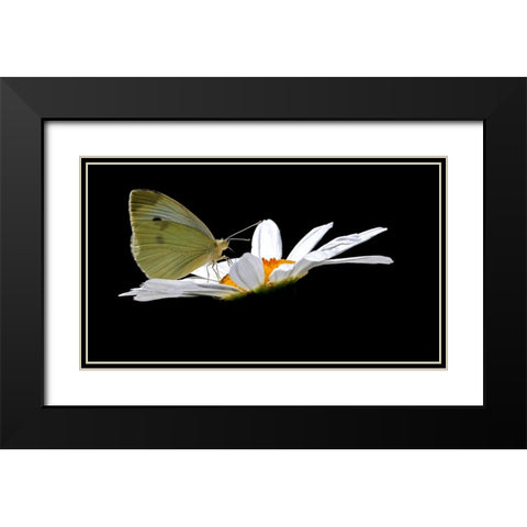 Cabbage White Black Modern Wood Framed Art Print with Double Matting by Putman, Tammy